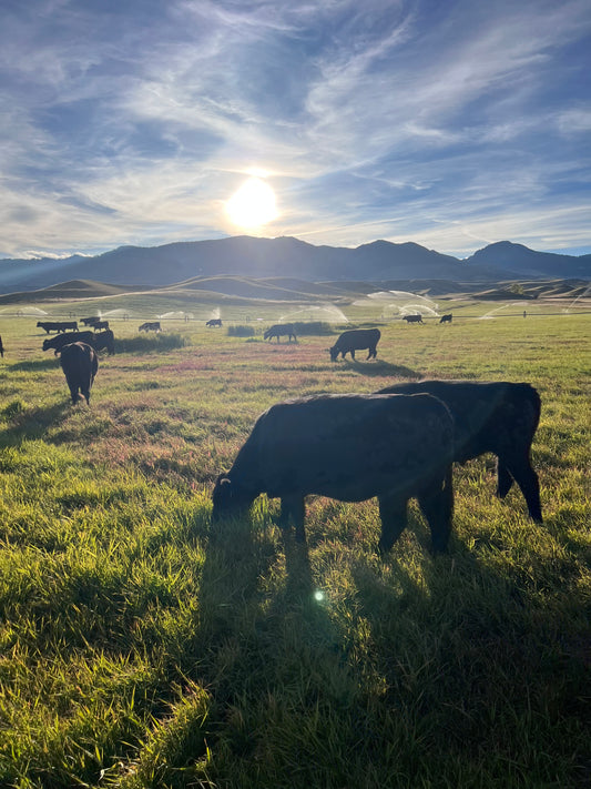 Whole Cow - 100% Grass Fed & Finished Beef Wyoming Wagyu Beef